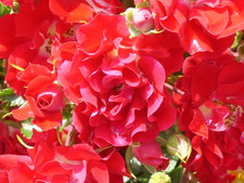 Rambling Rosie - Abundance of