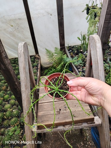 Euphorbia flanaganii meduza - euphorbia,