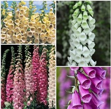 8 x Foxglove Plug Plants. 4