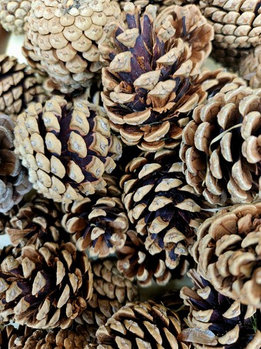 Pine cones for crafting - pine,