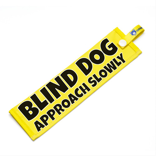 Blind dog approach slowly - blind,