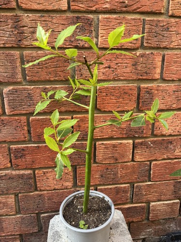 Bay tree plant - , litre