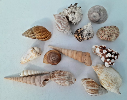 Mixed collection natural - natural, sea