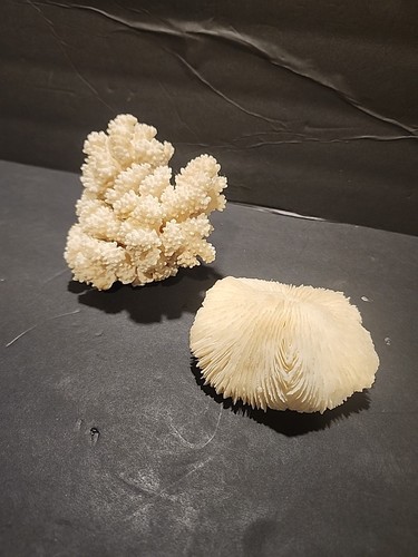 Vintage marine coral skeletons - vintage,