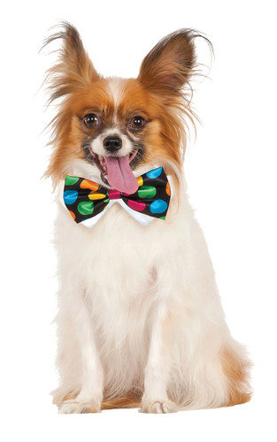 Polka dot bow tie - polka, dog