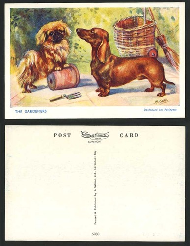 Gear dachshund pekingese - gear,