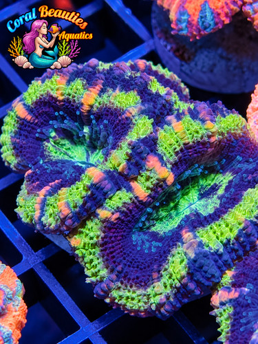 Coral beauties aquatics - coral,