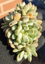 Echeveria Coffee Beans -