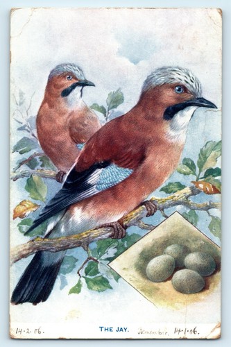 Postcard the jay - jay, british