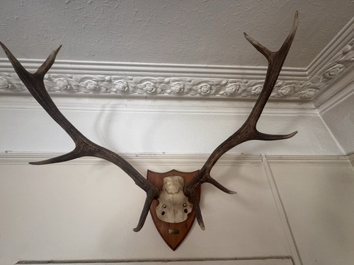 Red deer stag antlers - stag,
