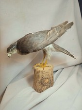 Victorian taxidermy birds