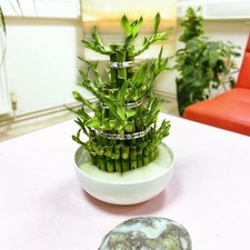 1 LARGE TOWER LUCKY BAMBOO