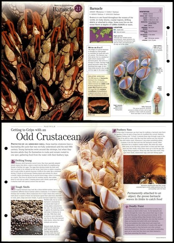 Barnacle invertebrates - #21,