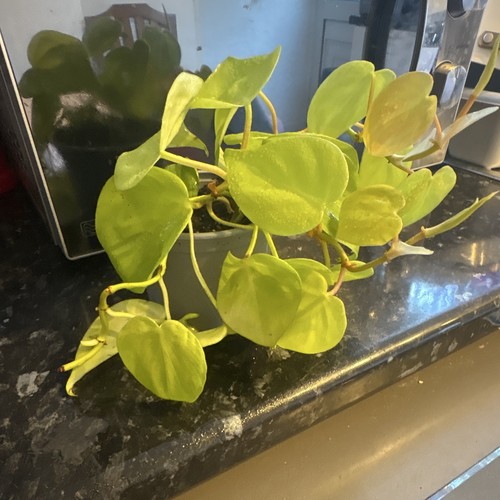 Heartleaf philodendron - heartleaf,