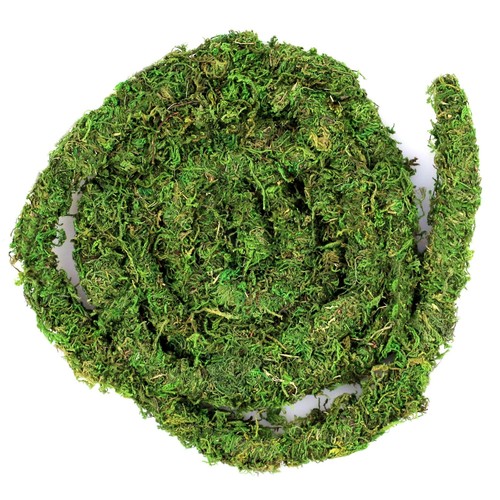 Galpagos moss vine 12ft - galpagos,