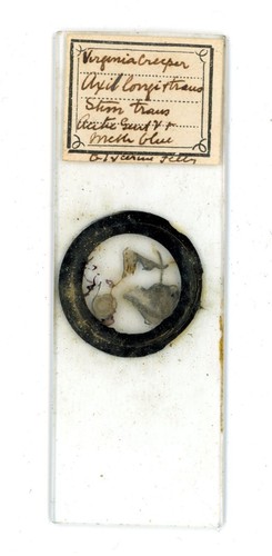 Antique glass microscope slide - antique,