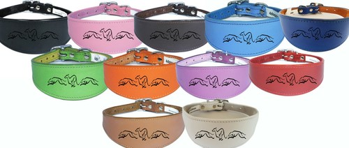 Italian greyhound whippet - greyhound,,