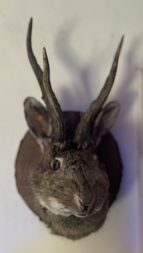 Jackalope roadkill rabbit - jackalope,