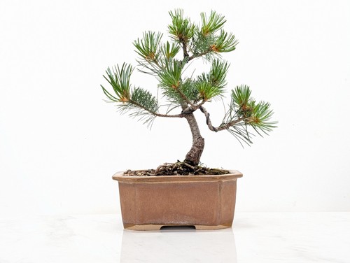 Japanese white pine bonsai - japanese,
