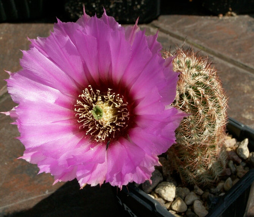 Echinocereus reichenbachii jrt - echinocereus,