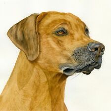 Rhodesian Ridgeback Dog Portrait, Watercolour PRINT from an Original Painting