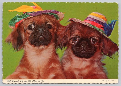 Cute pekingese puppies hats - puppies, in