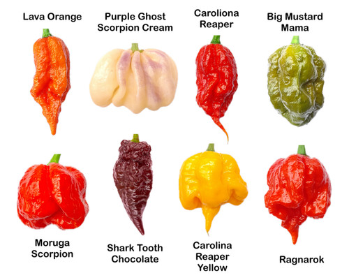 Worlds hottest chilli 80 - hottest,