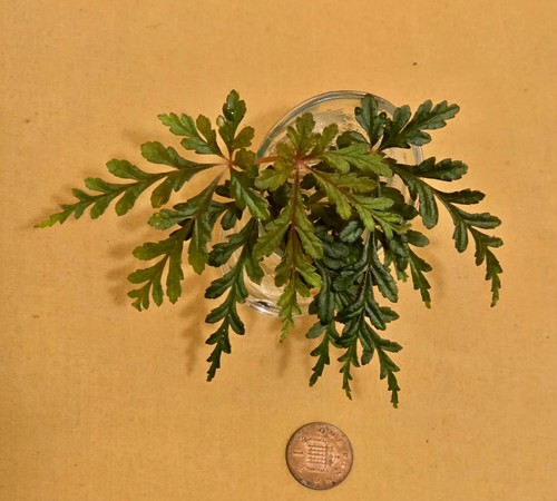 Begonia polilloensis rarely - begonia,