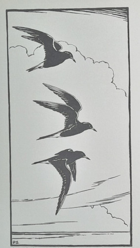 Black tern peter scott bird - tern,