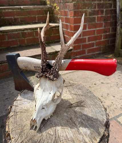 Roe deer skull - deer,