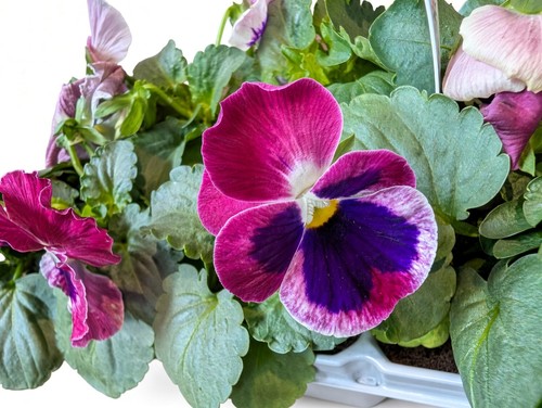 Pink pansy plants - x,