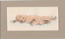 Lucy Dawson ~ Irish Setter ~