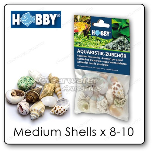 Hobby natural hermit crab - crab, sea