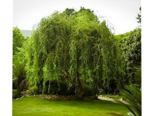 Golden curls corkscrew weeping - corkscrew,