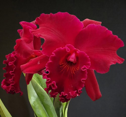 Cattley rlc shinfong beauty - cattley,