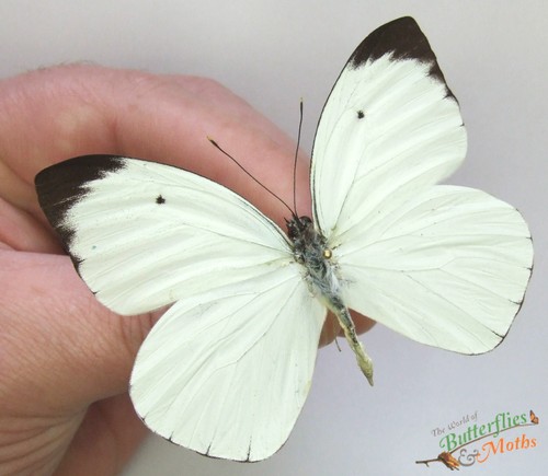 Ascia buniae white - ascia,