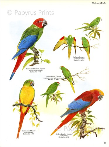1981 vintage print - 1981, caribbean