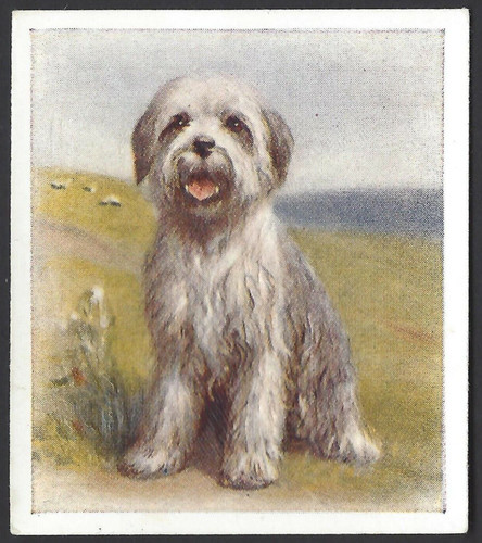 Phillips our puppies 13 - our, #13