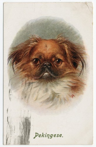 Pekingese vintage dog art - pekingese,