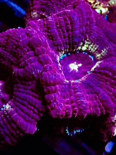 Coral beauties aquatics - beauties,