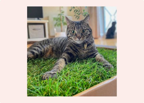 Indoor cat grass - grass, real