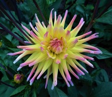 Dahlia Cabana Banana -Tubers 