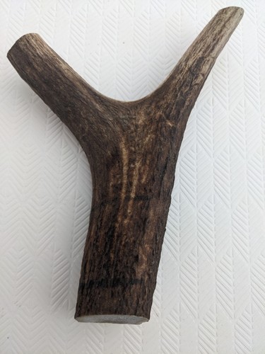 Stag antler for - antler,