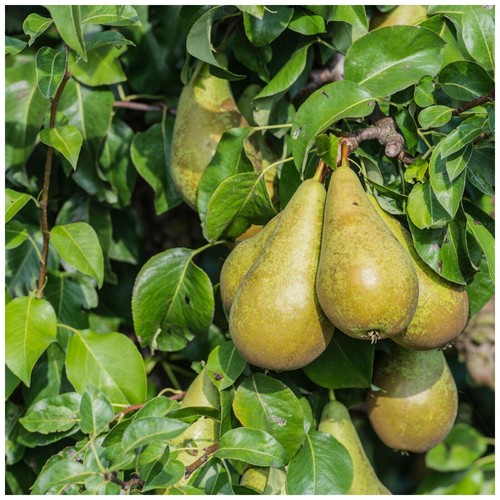 Dwarf patio conference pear - dwarf,