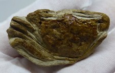 Fossil Crab Coeloma Taunicum