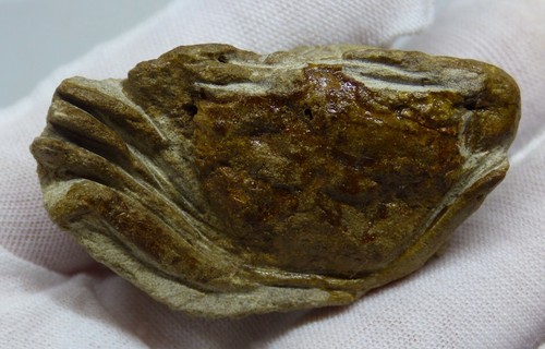 Fossil crab coeloma - fossil,