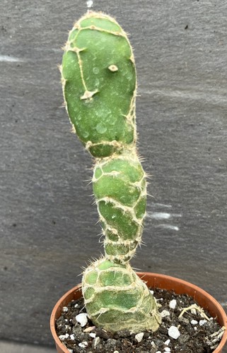 Opuntia cobra cactus zebrina - cobra,