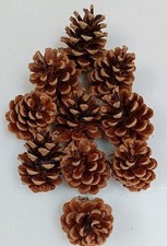 15 Large Pine cones NATURAL