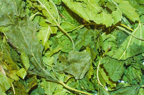 Mulberry leaves for - for, shrimp