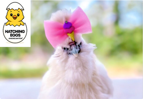 Fertile chicken fancy - 10,